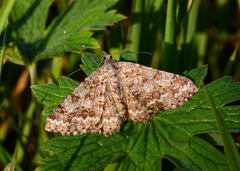 Alcis songarica