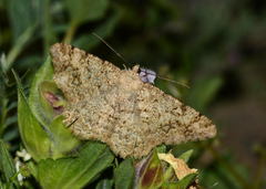 Alcis songarica