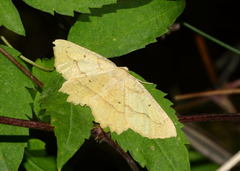 Aspitates stschurovskyi