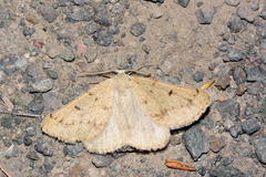 Dyscia fagaria