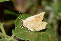 Eilicrinia subcordaria