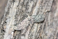 Eupithecia minusculata