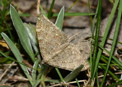 Hydria incertata