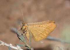 Isturgia arenacearia