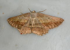 Menophra grummi