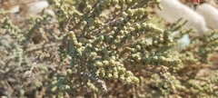 Halocnemum strobilaceum