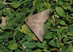 Odontopera muscularia