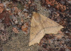 Odontopera muscularia
