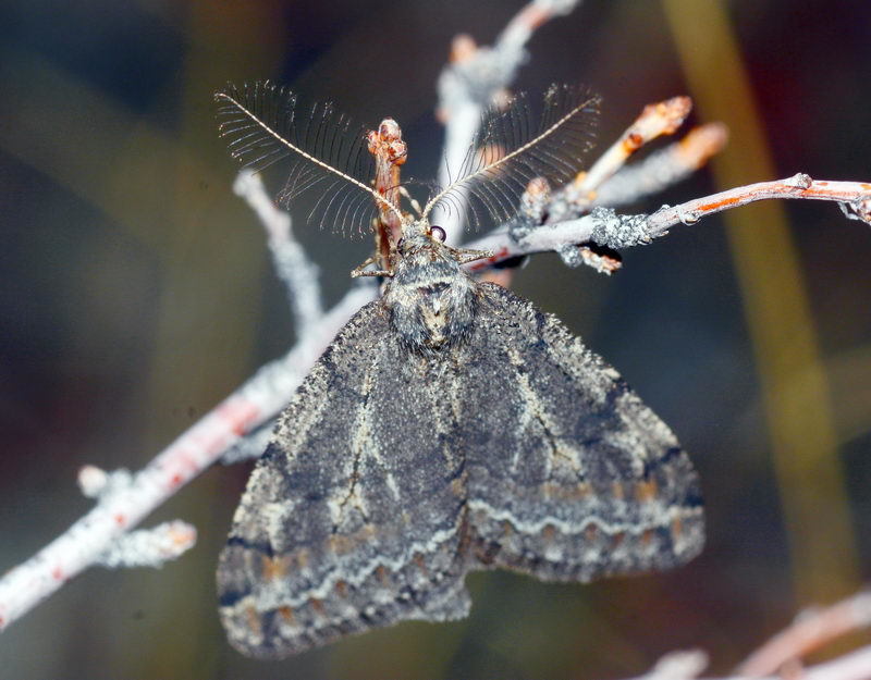 Phigalia declinata