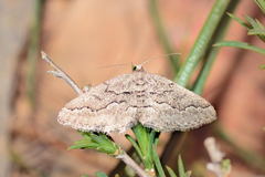 Ramitia obliquelineata