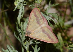 Rhodostrophia adauctata