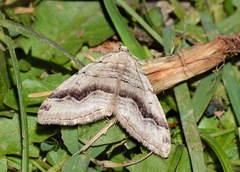 Scotopteryx kashghara