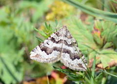 Scotopteryx sartata