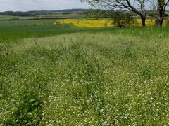 Cerastium tenoreanum