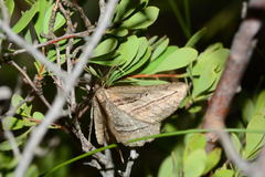 Phthonandria strictaria