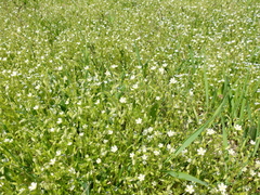 Cerastium tenoreanum