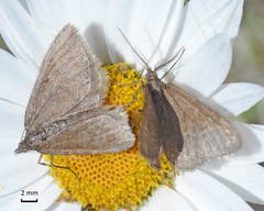 Xanthorhoe fidonaria