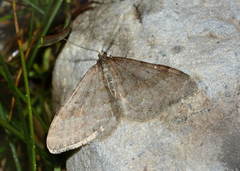 Xanthorhoe tianschanica