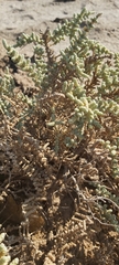 Halocnemum strobilaceum