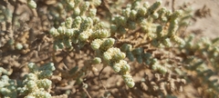 Halocnemum strobilaceum