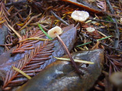 Paragymnopus sequoiae