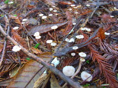 Paragymnopus sequoiae