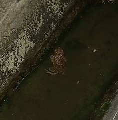 Duttaphrynus melanostictus