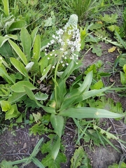 Schizocarphus nervosus