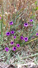 Monopsis debilis debilis