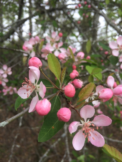 Malus angustifolia