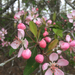 Southern Crabapple - Photo (c) Richard Candler, some rights reserved (CC BY-NC), uploaded by Richard Candler