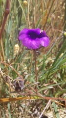 Monopsis debilis debilis