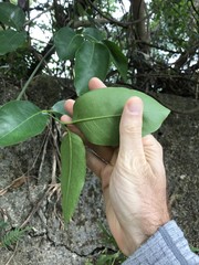 Acronychia pedunculata