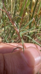Monopsis debilis debilis