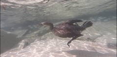 Phalacrocorax nigrogularis
