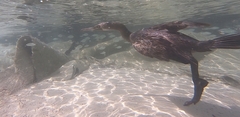 Phalacrocorax nigrogularis