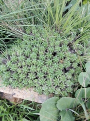 Euphorbia pulvinata