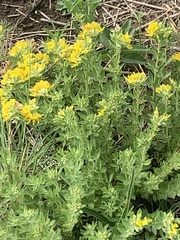 Pearsonia cajanifolia
