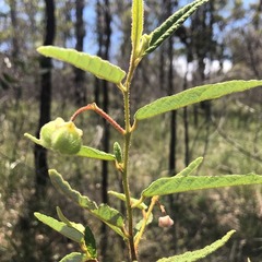 Seringia corollata