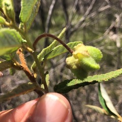 Seringia corollata