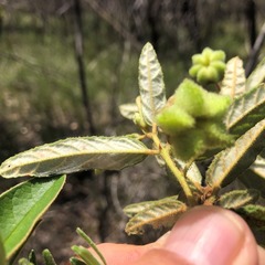 Seringia corollata