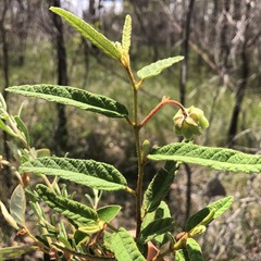 Seringia corollata