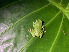 Zhangixalus taipeianus