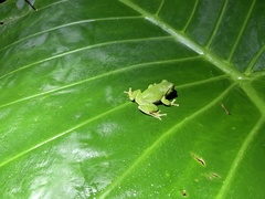 Zhangixalus taipeianus