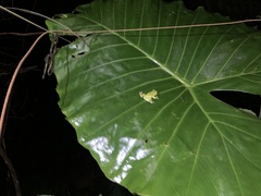 Zhangixalus taipeianus