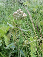 Asclepias albens