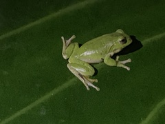 Zhangixalus taipeianus