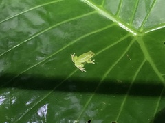 Zhangixalus taipeianus