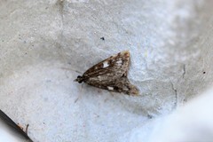 Udea olivalis