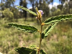 Seringia corollata